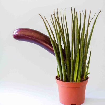 Sildenafil – liečivo na erektilnú dysfunkciu