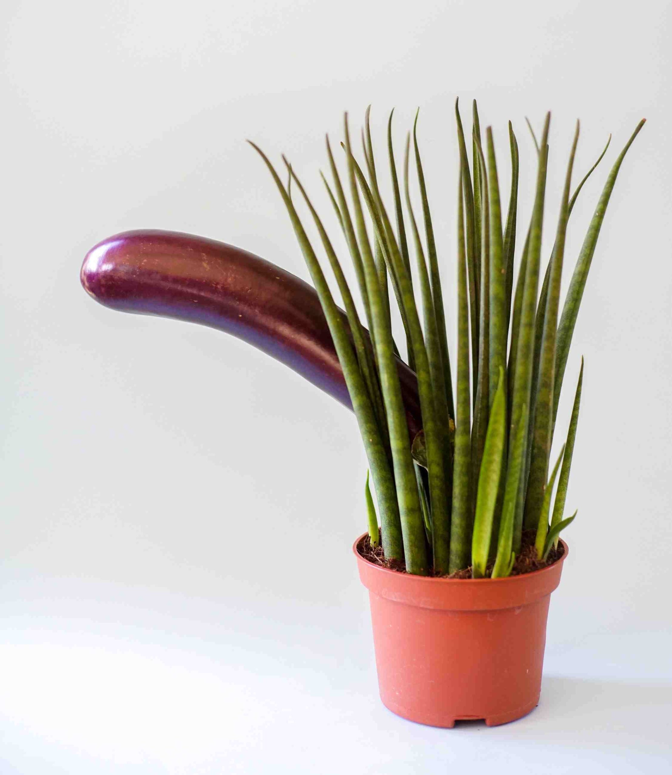 erektilná dysfunkcia a sildenafil